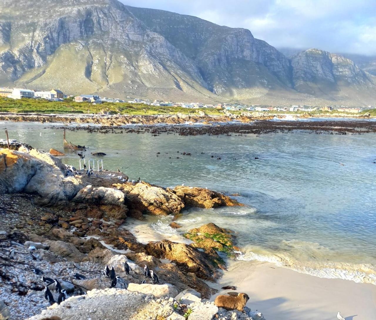 Bettyʼs Bay Nivenia Beach House מראה חיצוני תמונה